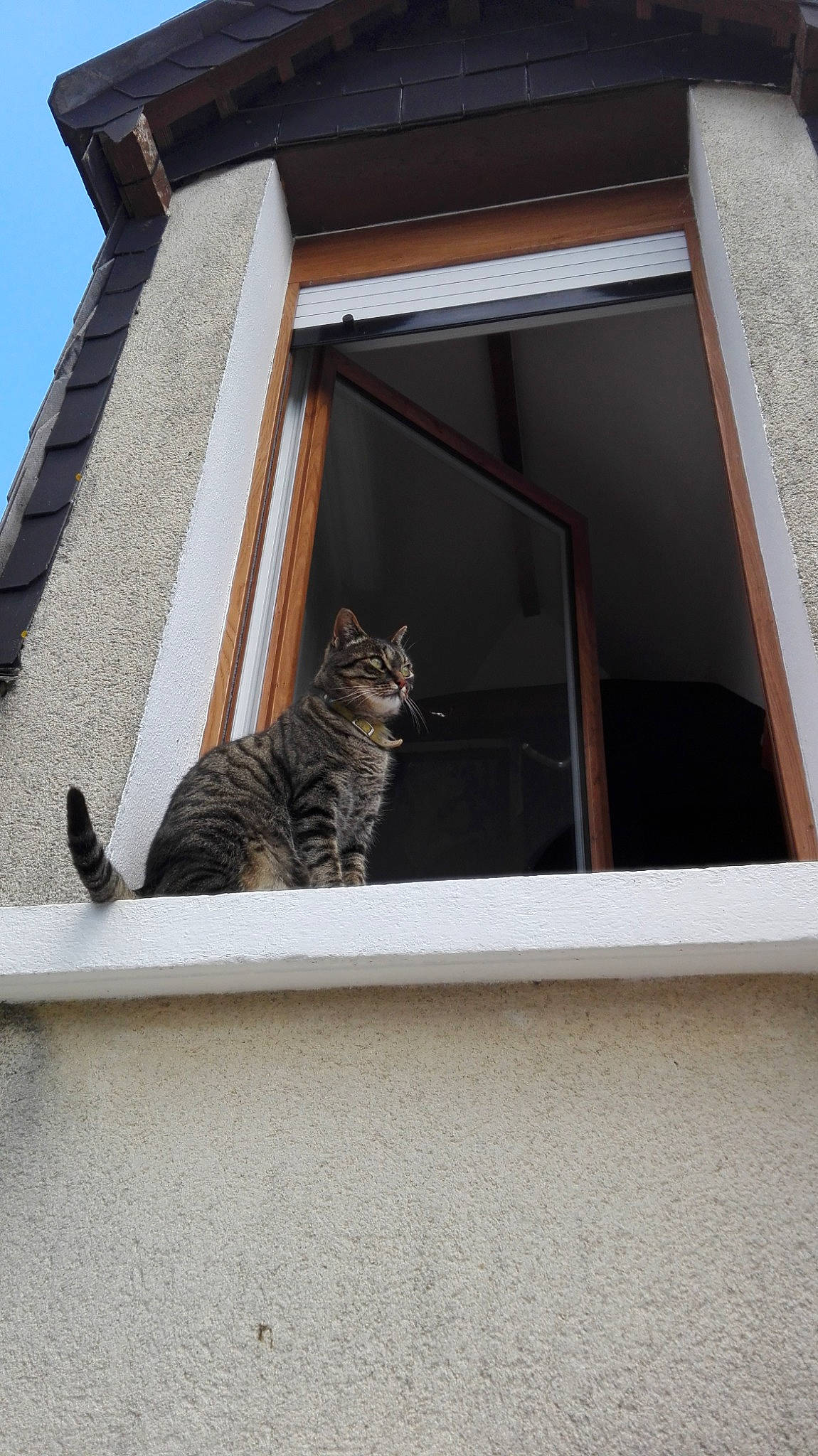 Rose participe au concours pour gagner de l'argent avec cette photo : building, carnivore, cat, door, facade, felidae, fixture, grey, house, roof, shade, small_to_medium_sized_cats, stairs, tail, tints_and_shades, tree, whiskers, window, window_covering, wood