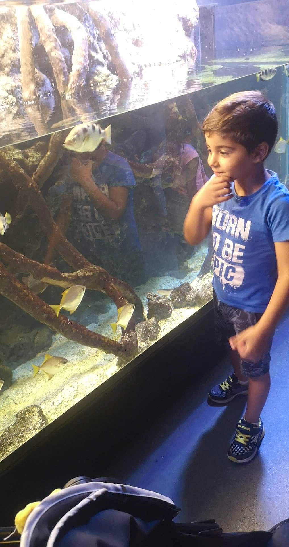 Tedj Eddine participe au concours pour gagner de l'argent avec cette photo : aquarium, electric_blue, fish, freshwater_aquarium, fun, glass, happy, leisure, marine_biology, person, play, recreation, shorts, t_shirt, toddler, tourism, travel, underwater, visual_arts, water