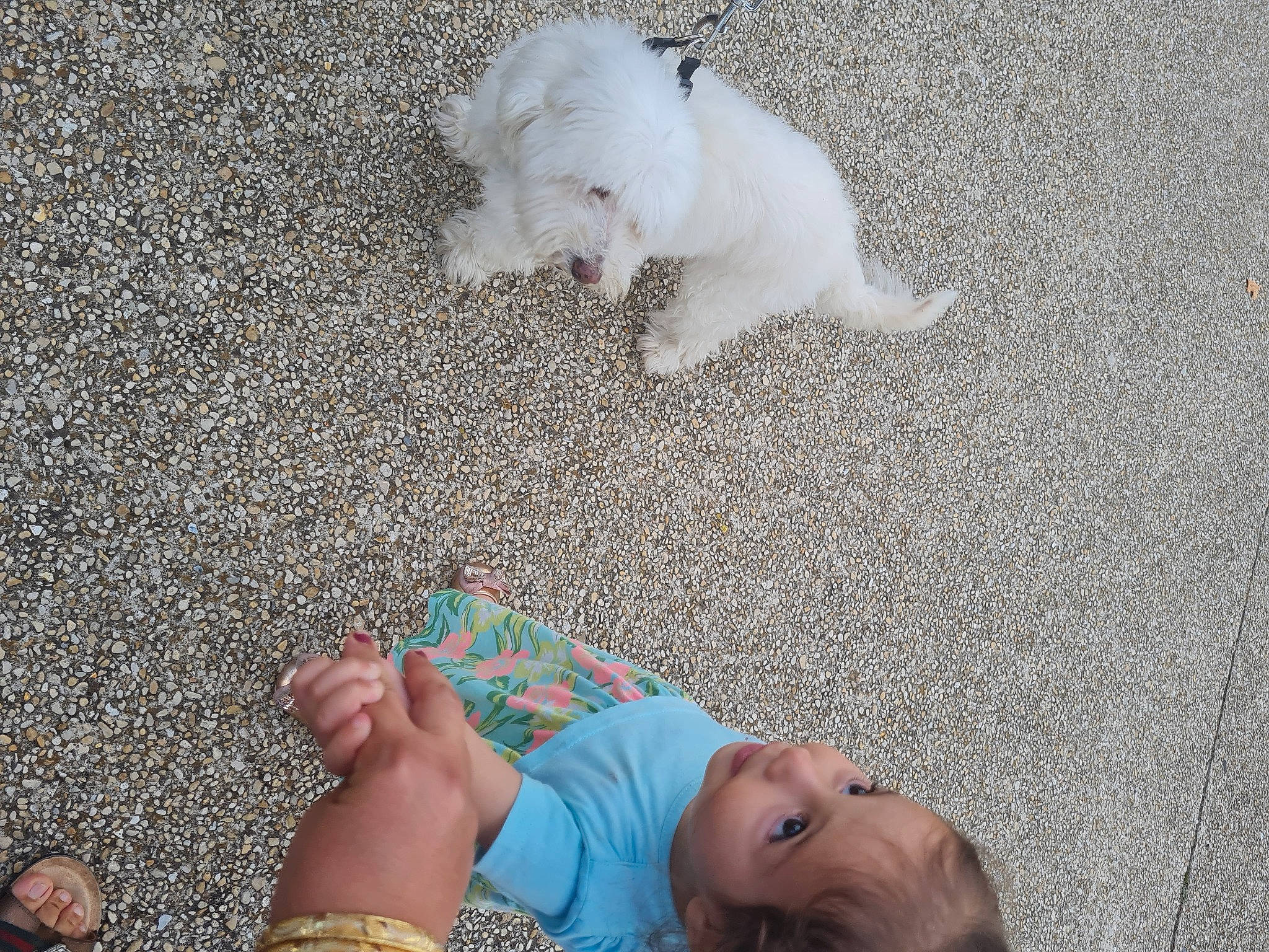 Eva a rejoint le concours — aidez-le/la à gagner de superbes lots ! asphalt, barefoot, carnivore, companion_dog, dog, finger, flooring, foot, fun, gesture, grass, hand, human_leg, people_in_nature, person, road_surface, tail, toy_dog, white, wrist