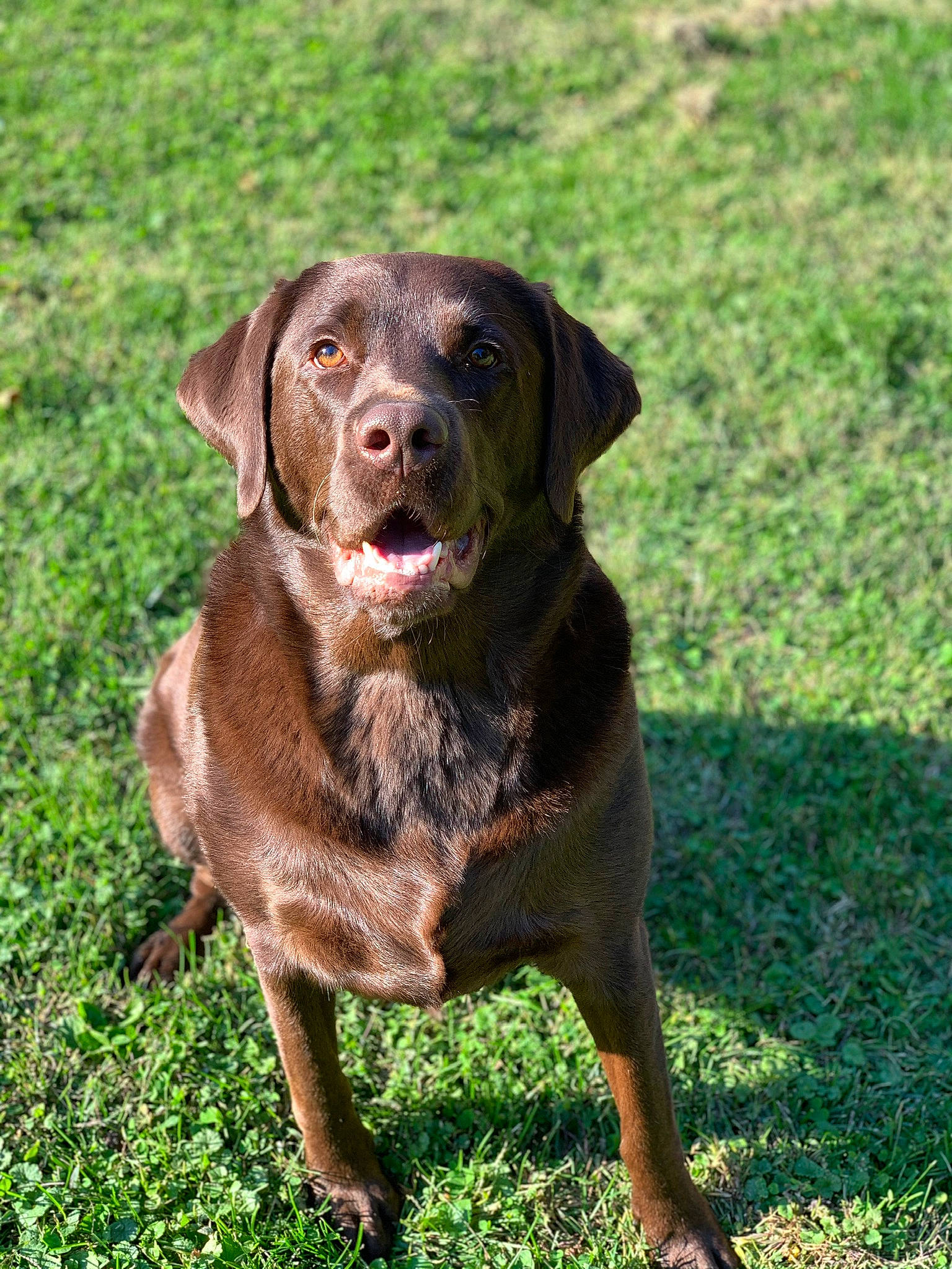 Woodson joined the competition — help win amazing prizes! canidae, carnivore, chesapeake_bay_retriever, dog, dog_breed, grass, hunting_dog, labrador_retriever, liver, mammal, plant, pointing_breed, retriever, sporting_group, vertebrate