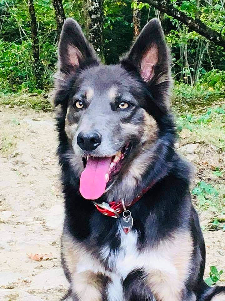 Manille a rejoint le concours — aidez-le/la à gagner de superbes lots ! canidae, canis, carnivore, collar, companion_dog, dog, dog_breed, dog_collar, dog_supply, fur, herding_dog, leash, pet_supply, plant, recreation, snout, sporting_group, tree, working_animal, working_dog