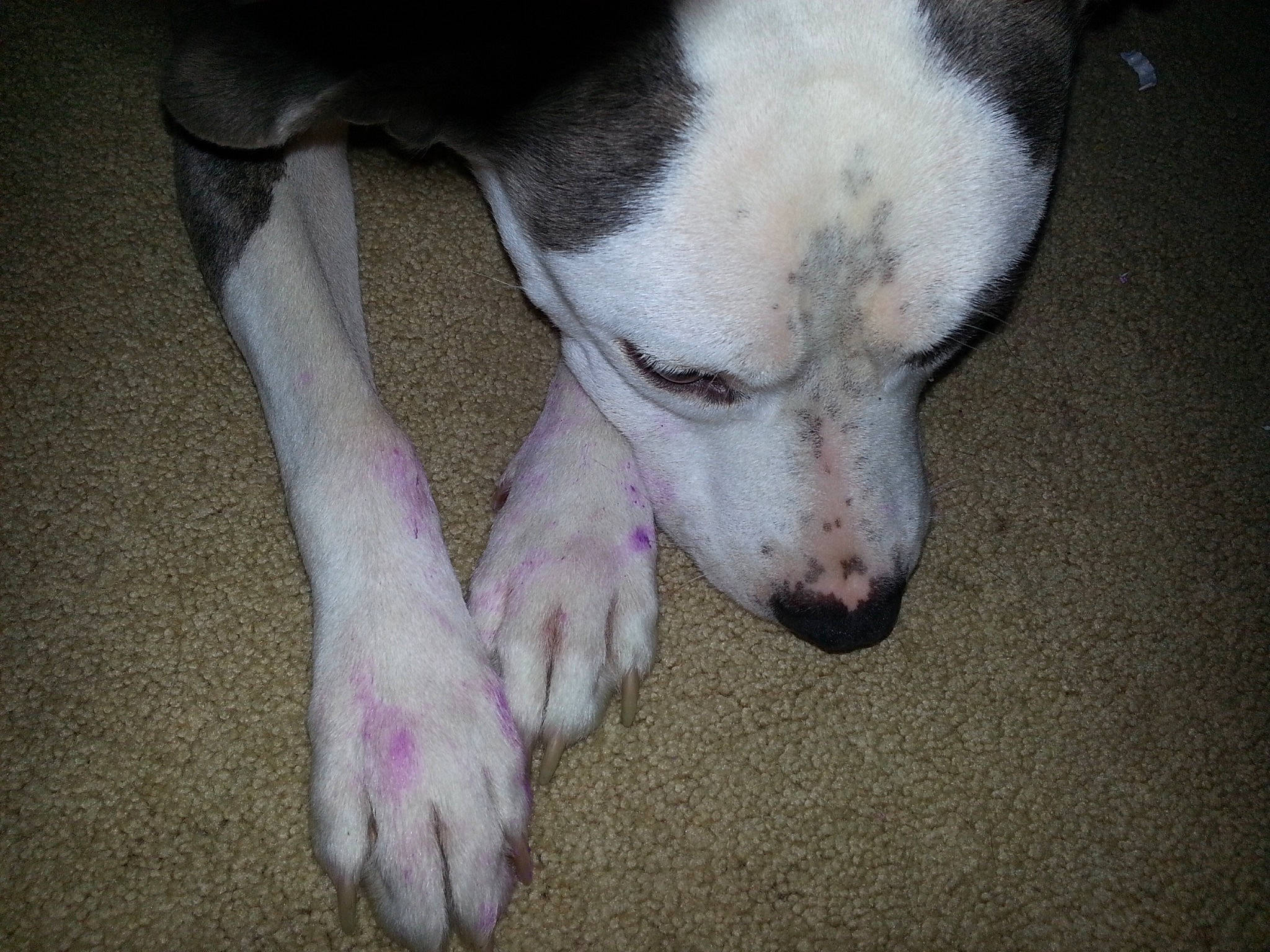 Mackie joined the competition — help win amazing prizes! canidae, carnivore, dog, dog_breed, dogo_argentino, mammal, non_sporting_group, nose, snout, tail, vertebrate, whiskers