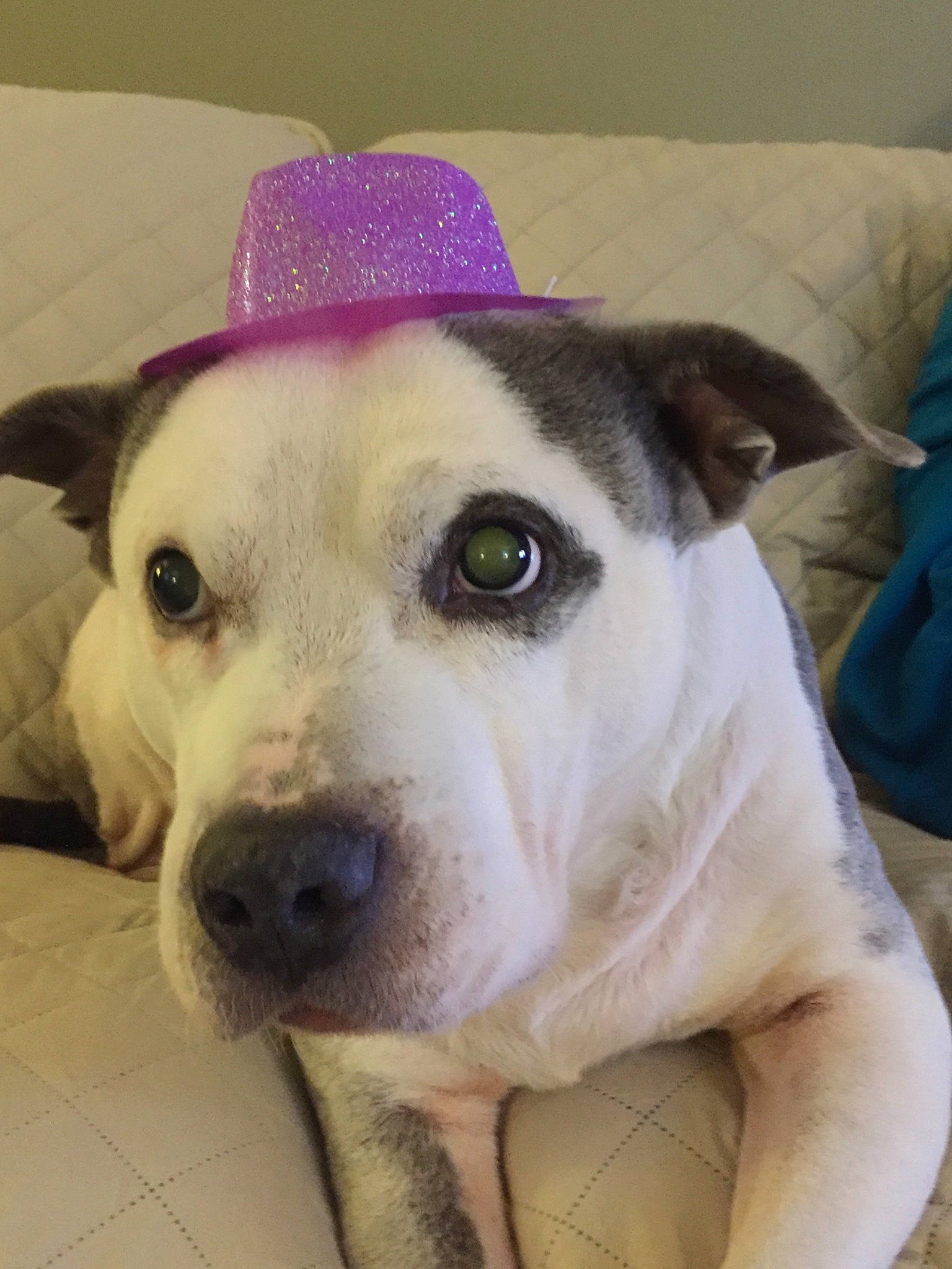 Mackie is registered to the contest to win money with this photo: american_pit_bull_terrier, canidae, carnivore, companion_dog, dog, dog_breed, eye, fawn, mammal, non_sporting_group, nose, pit_bull, potcake_dog, rare_breed_dog, snout, sporting_group, vertebrate, whiskers