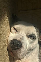 Mackie is registered to the contest to win money with this photo: canidae, carnivore, companion_dog, dog, dog_breed, ear, fawn, mammal, nose, puppy, snout, sporting_group, vertebrate