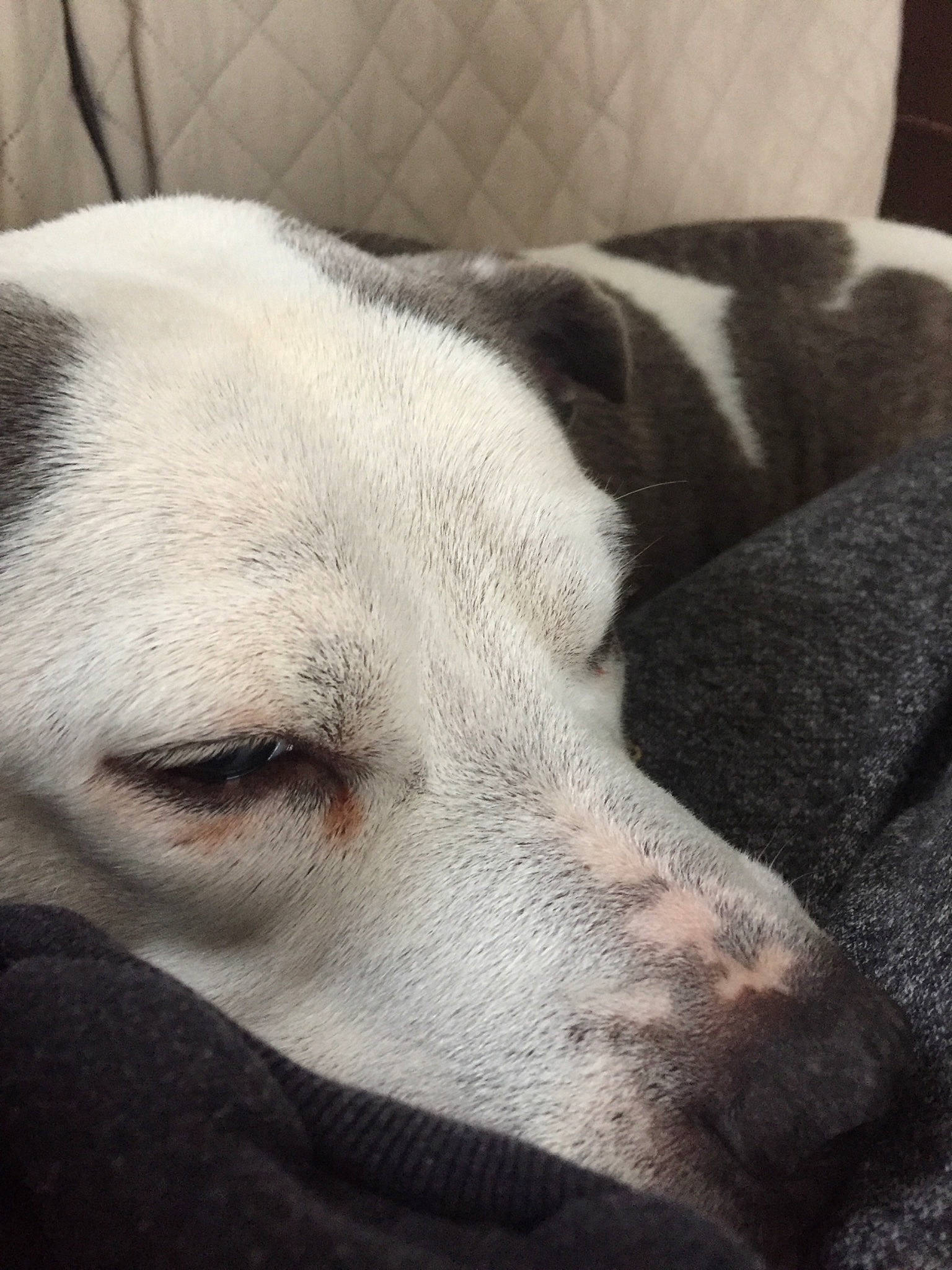 Mackie is registered to the contest to win money with this photo: canidae, carnivore, dog, dog_breed, ear, nap, nose, pointer, puppy_love, sleep, snout, sporting_group