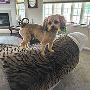 Shadow is registered to the contest to win money with this photo: alert, animal, blanket, carpet, clock, couch, cozy, curtain, dog, furniture, groomed, indoor, lamp, living_room, natural_light, pet, plant, small_dog, table, window