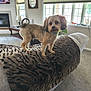alert, animal, blanket, carpet, clock, couch, cozy, curtain, dog, furniture, groomed, indoor, lamp, living_room, natural_light, pet, plant, small_dog, table, window