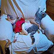 Eulamae joined the competition — help win amazing prizes! armchair, cat, comfort, companion_animals, cozy, cuddling, dog, domestic_animals, furniture, household, indoor, nap, pets, red_jacket, relaxed, resting, sleeping, tabby_cat, white_fabric, wooden_floor