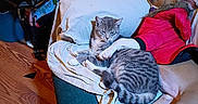 Eulamae joined the competition — help win amazing prizes! cat, companion_animals, cozy, cushion, dog, domestic, furniture, household_items, indoor, laying, paw, pet, red_jacket, relaxed, resting, side_table, sleeping_dog, tabby_cat, white_sheet, wood_floor