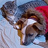 Eulamae joined the competition — help win amazing prizes! animal, blanket, brown_dog, canine, cat, close_up, companions, cozy, cute, dog, feline, fur_hood, indoor, laying_down, pets, red_jacket, relaxed, resting, tabby_cat, white_dog
