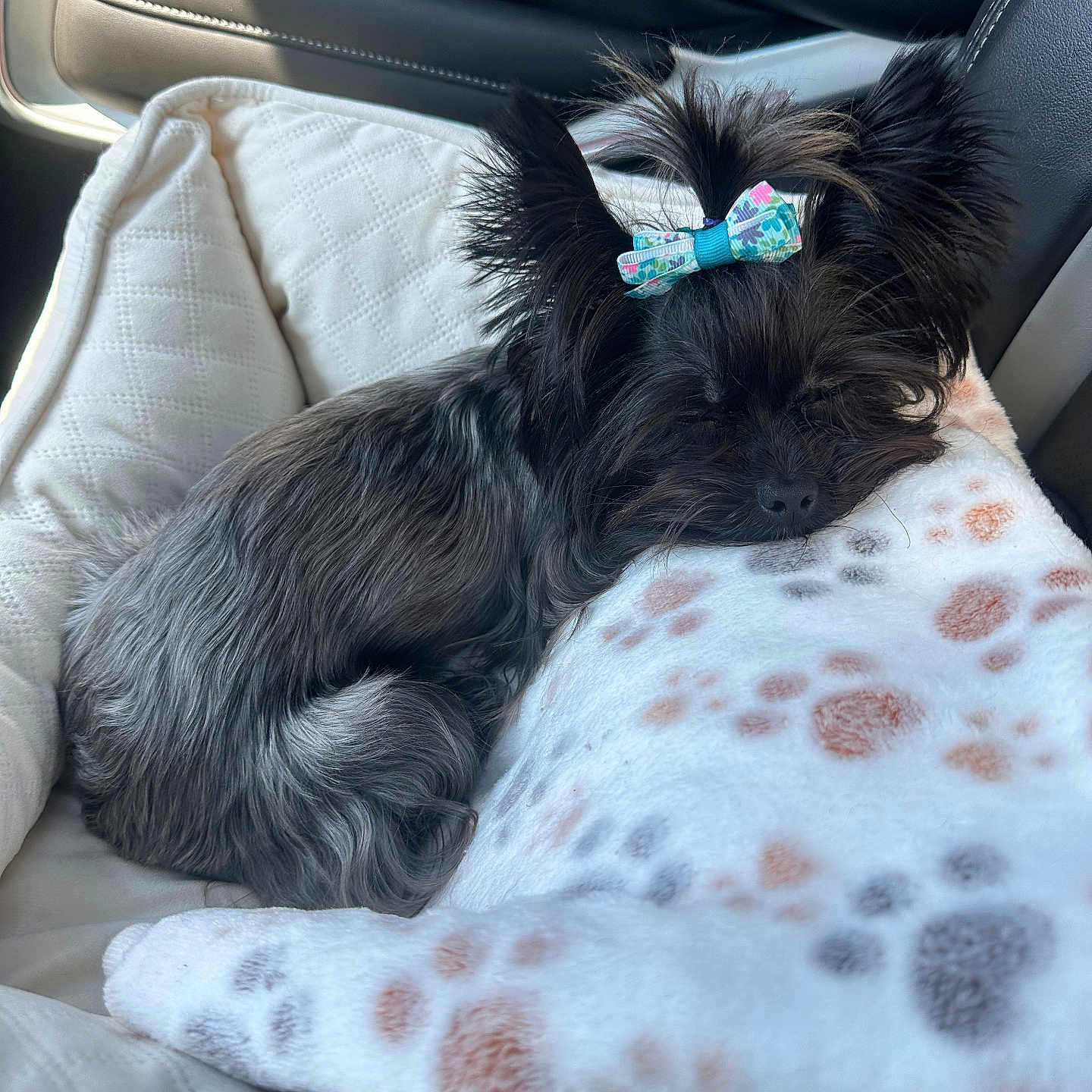 Pepsi Kola joined the competition — help win amazing prizes! affenpinscher, animal, bed, blanket, canine, cat, cockerspaniel, couch, cushion, dog, dogbed, furniture, homedecor, kitten, papillon, person, pet, puppy, sleeping, terrier