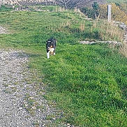 Poicka participe au concours pour gagner de l'argent avec cette photo : dog, grass, path, ruins, stone_wall, outdoor, nature, daytime, tree, field, sky, animal, walking, rural, greenery, landscape, pet, canine, summer, environment