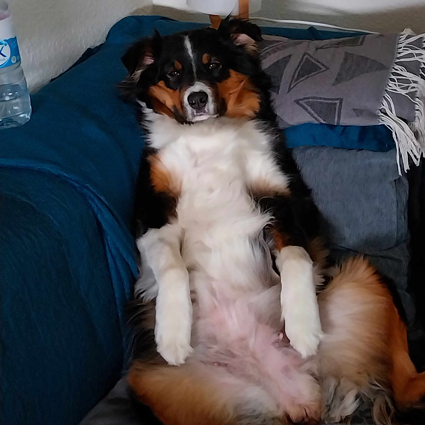 Poicka a rejoint le concours — aidez-le/la à gagner de superbes lots ! animal, canine, companion, couch, cozy, dog, domestic, fur, furniture, household, indoor, lamp, looking_at_camera, pet, pillow, relaxed, resting, sitting, tricolor, water_bottle