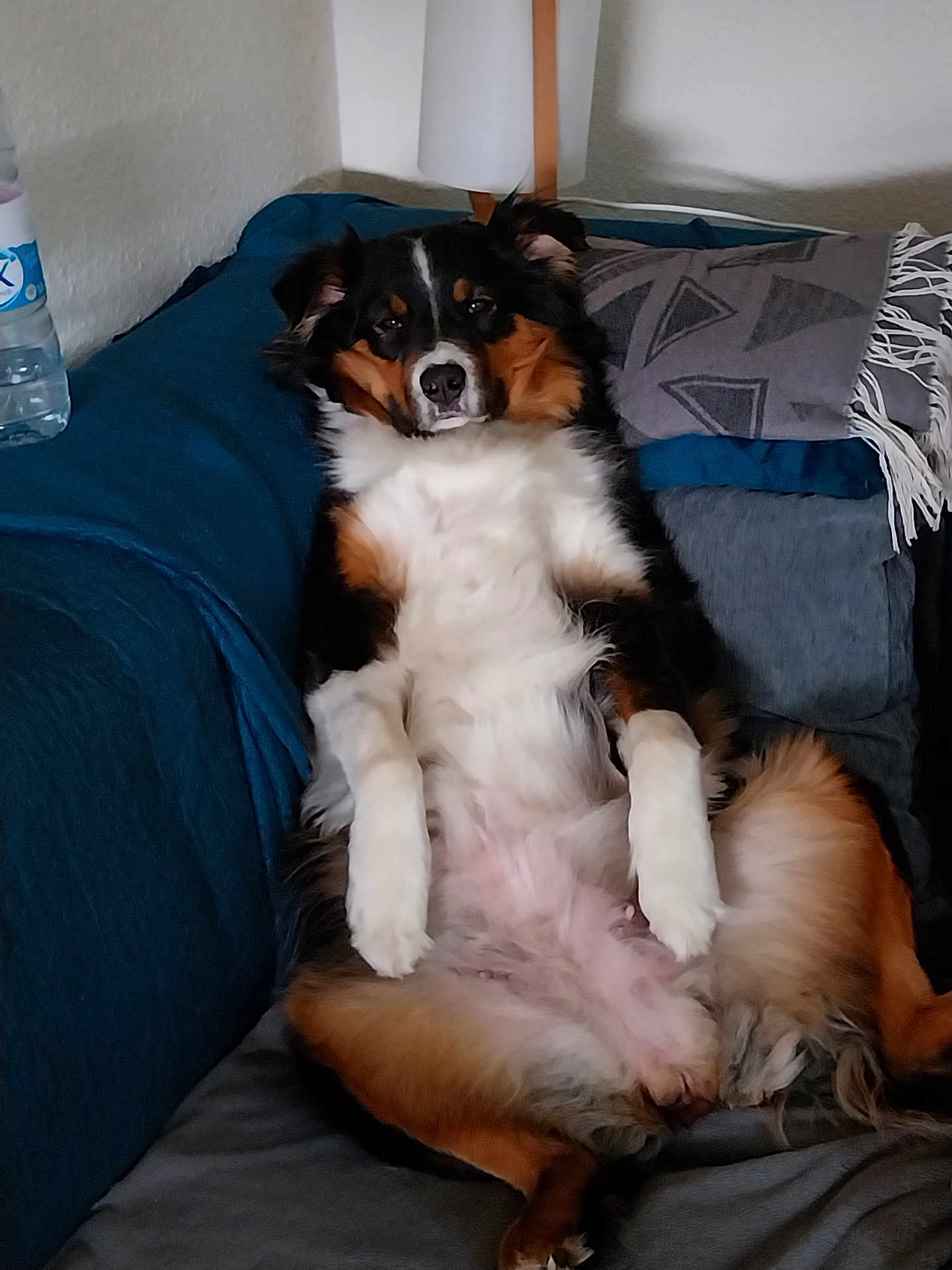 Poicka