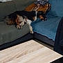 Poicka a rejoint le concours — aidez-le/la à gagner de superbes lots ! dog, couch, blanket, throw, table, water_bottle, indoor, furniture, sleeping, pet, resting, living_room, cozy, fur, comfortable, relaxation, home, sectional_sofa, canine, domestic_animal