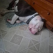 Tip joined the competition — help win amazing prizes! dog, sleeping, indoor, tile_floor, rug, black_and_white, collar, pet, resting, wooden_cabinet, flooring, domestic, quiet, relaxed, animal, companion, household, laying_down, canine, calm