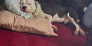 Tip joined the competition — help win amazing prizes! dog, pillow, carpet, indoor, furniture, wooden_drawer, box, pet, resting, sleepy, collar, household, floor, room, decor, stuffed_pillow, relaxation, domestic, canine, leisure