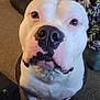 Tip joined the competition — help win amazing prizes! dog, white_dog, black_spots, close_up, indoors, carpet, couch, blanket, living_room, pet, paw, slipper, footwear, person, looking_up, animal, companion, domestic_animal, nose, face