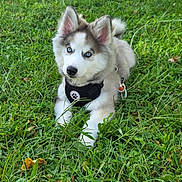 Niko is registered to the contest to win money with this photo: adorable, animal, blue_eyes, closeup, dog, fluffy, garden, grass, gray_fur, harness, leash, nature, outdoor, pet, pointed_ears, portrait, puppy, siberian_husky, sitting, white_fur