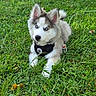 adorable, animal, blue_eyes, closeup, dog, fluffy, garden, grass, gray_fur, harness, leash, nature, outdoor, pet, pointed_ears, portrait, puppy, siberian_husky, sitting, white_fur