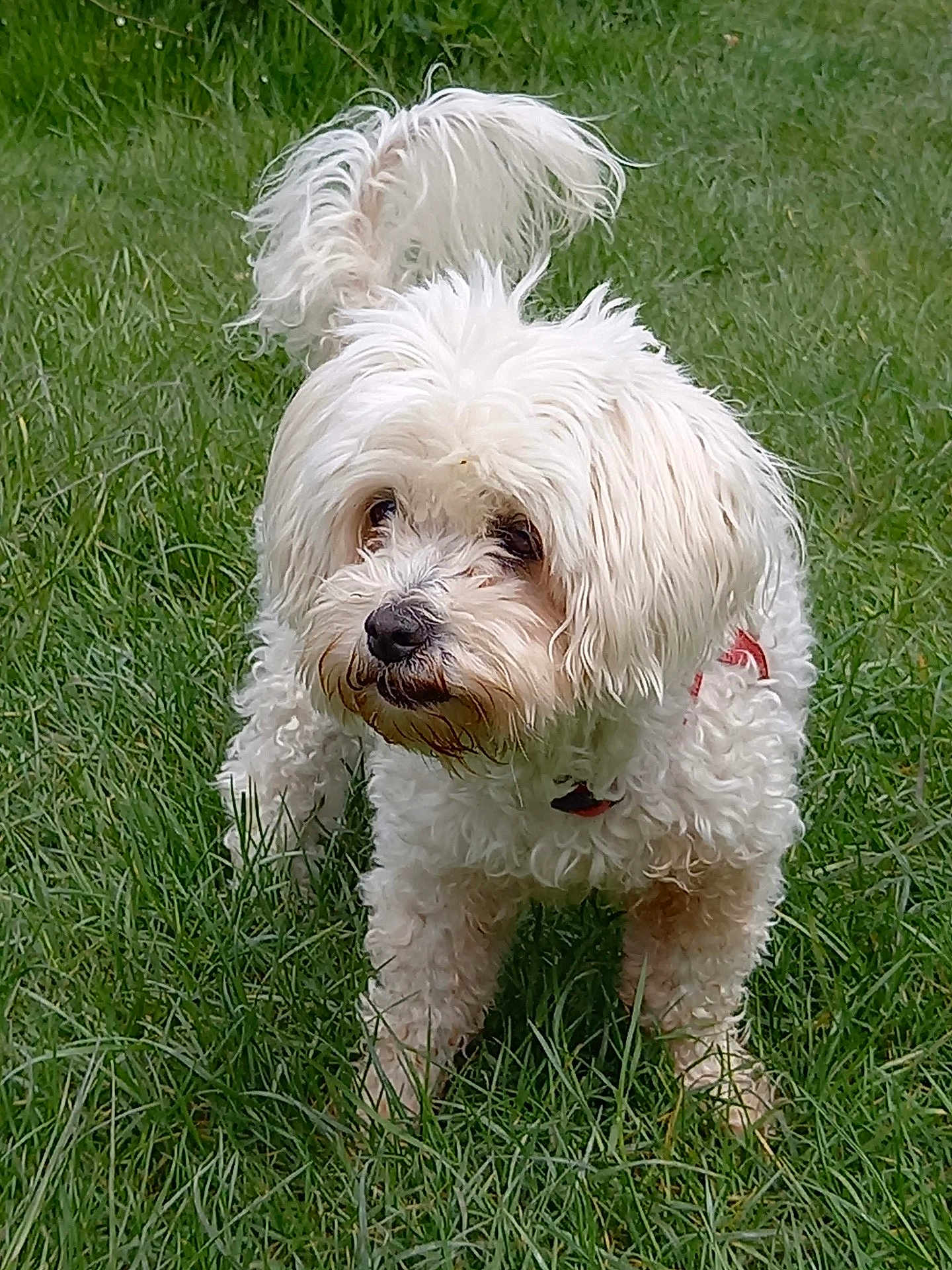 Danette participe au concours pour gagner de l'argent avec cette photo : dog, white_dog, curly_fur, pet, grass, outdoor, animal, canine, fluffy, small_dog, nature, greenery, playful, alert, fur, tail, mammal, companion, cute, portrait