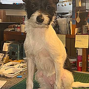 Lily Rose joined the competition — help win amazing prizes! black_and_white, bottle, computer_screen, container, craft_supplies, curtains, desk, dog, ears_up, furniture, home_office, indoor, light, pen_holder, pet, post_it_notes, sitting, small_dog, window, youtube_video