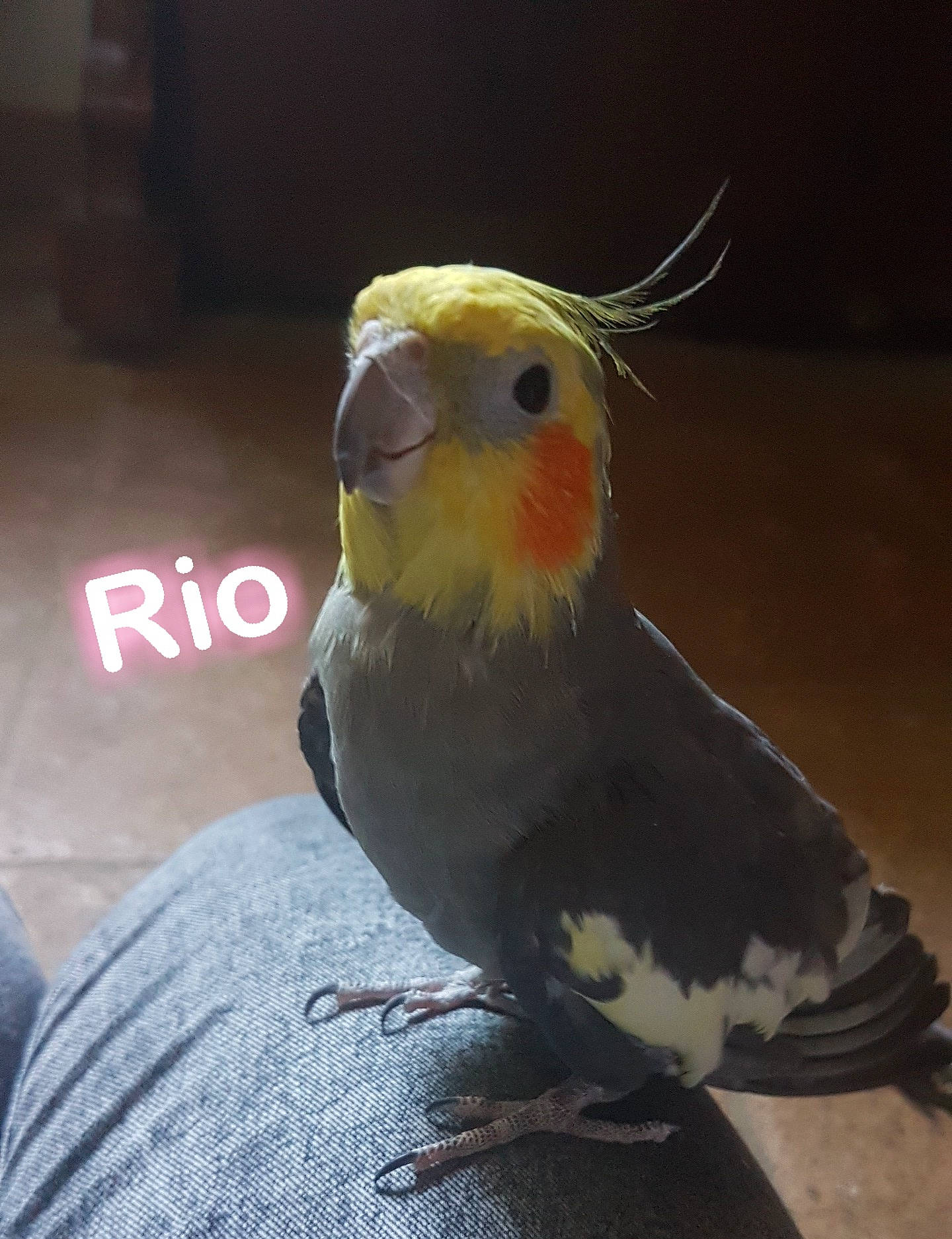 Rio a rejoint le concours — aidez-le/la à gagner de superbes lots ! beak, bird, cockatiel, cockatoo, feather, parakeet, parrot, vertebrate, wing