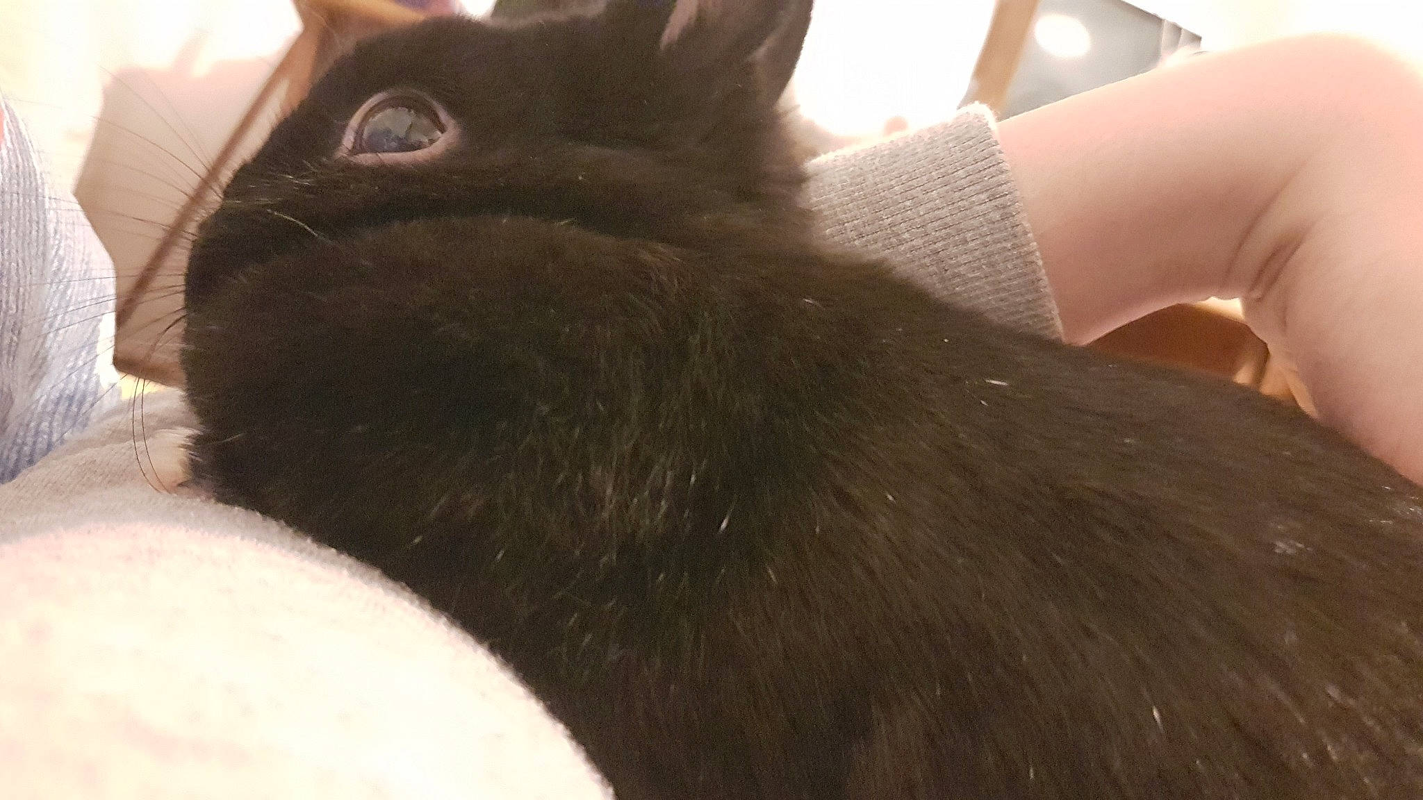 Jayu a rejoint le concours — aidez-le/la à gagner de superbes lots ! black_cat, bombay, burmese, carnivore, cat, domestic_long_haired_cat, ear, felidae, fur, korat, mammal, nebelung, small_to_medium_sized_cats, snout, vertebrate, whiskers