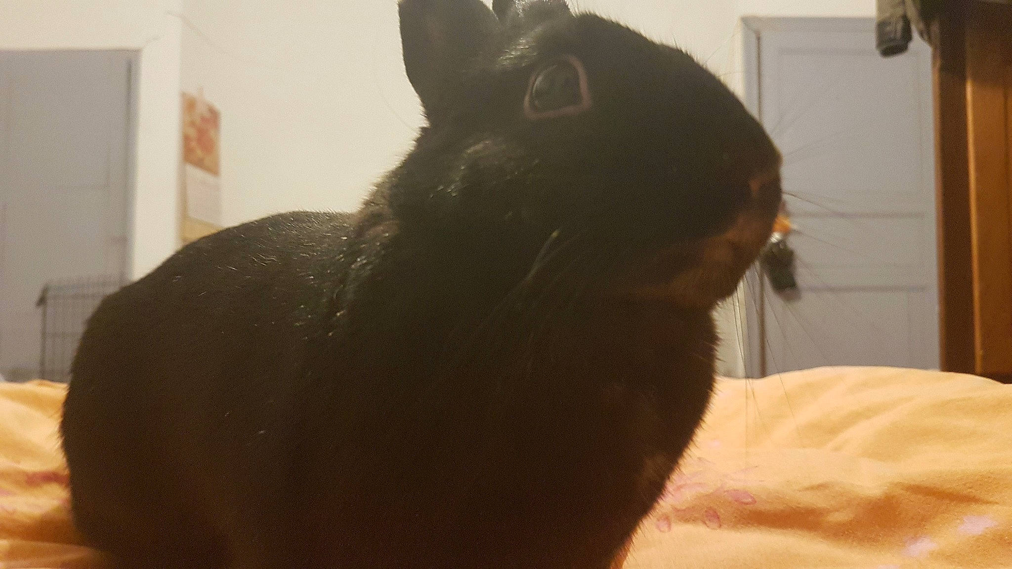 Jayu participe au concours pour gagner de l'argent avec cette photo : black, black_cat, canidae, cat, ear, fawn, felidae, fur, rabbit, small_to_medium_sized_cats, snout, tail, whiskers