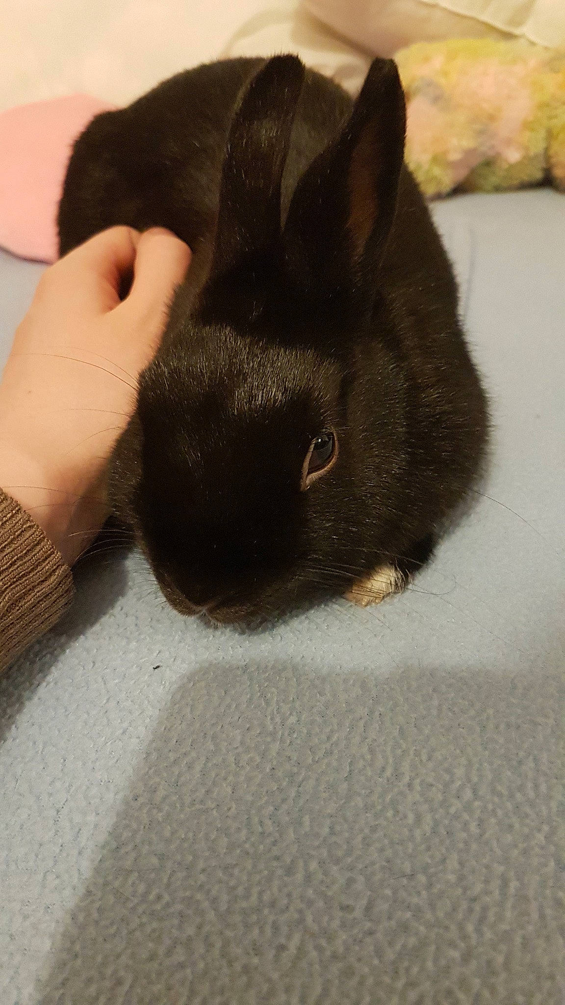 Jayu participe au concours pour gagner de l'argent avec cette photo : claw, domestic_rabbit, ear, fawn, fur, hare, rabbit, rabbits_and_hares, skin, snout, tail, whiskers