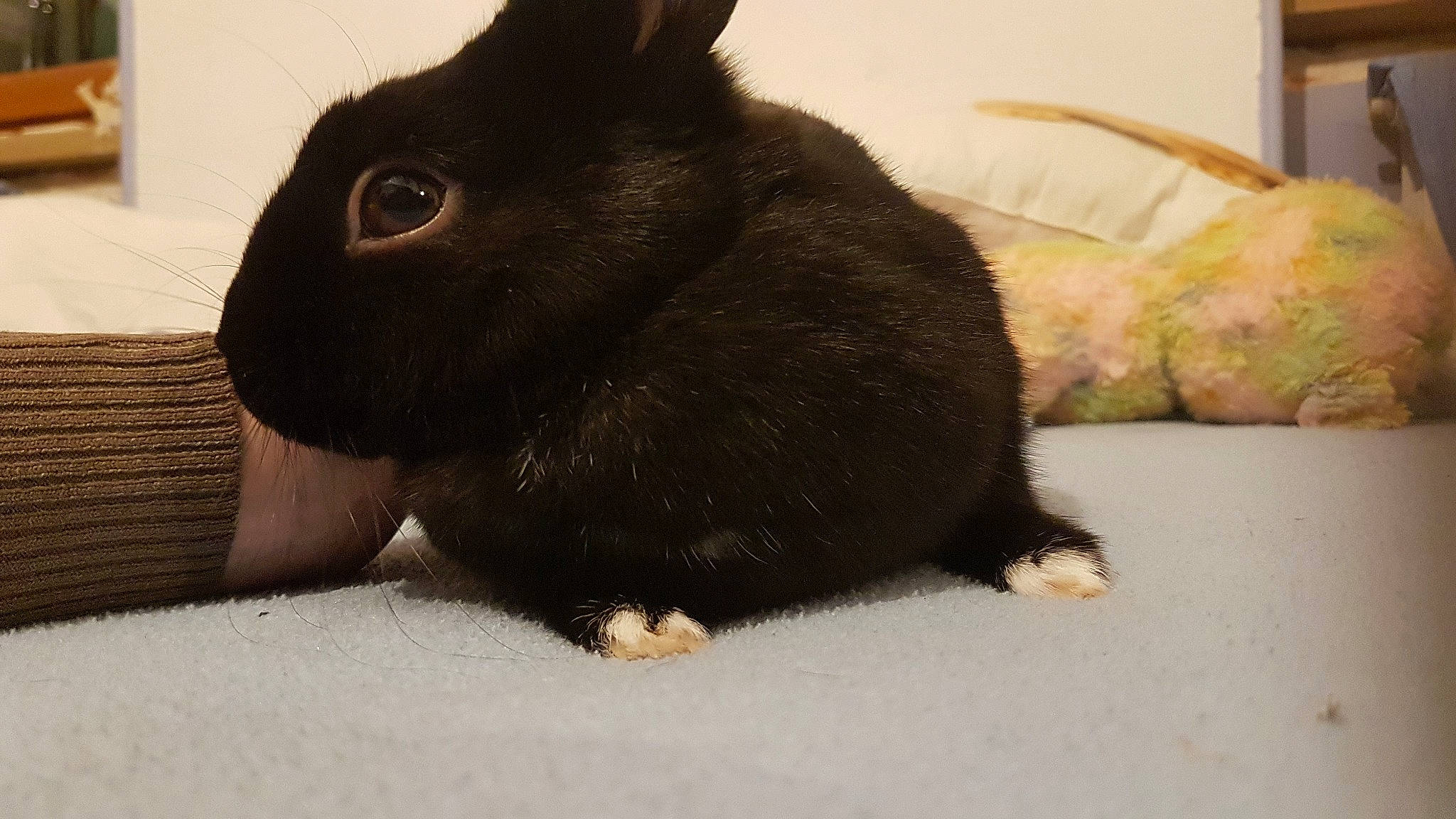 Jayu a rejoint le concours — aidez-le/la à gagner de superbes lots ! black, domestic_rabbit, ear, fawn, fur, hare, mammal, rabbit, rabbits_and_hares, skin, snout, tail, vertebrate, whiskers, wood_rabbit