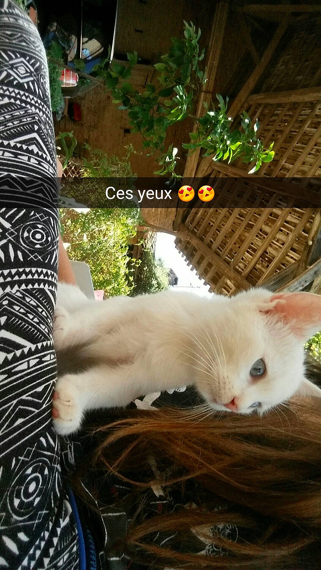 Yuki a rejoint le concours — aidez-le/la à gagner de superbes lots ! aegean_cat, asian, carnivore, cat, colorpoint_shorthair, domestic_short_haired_cat, european_shorthair, fawn, felidae, fur, khao_manee, kitten, photo_caption, ragdoll, small_to_medium_sized_cats, tree, turkish_angora, turkish_van, whiskers