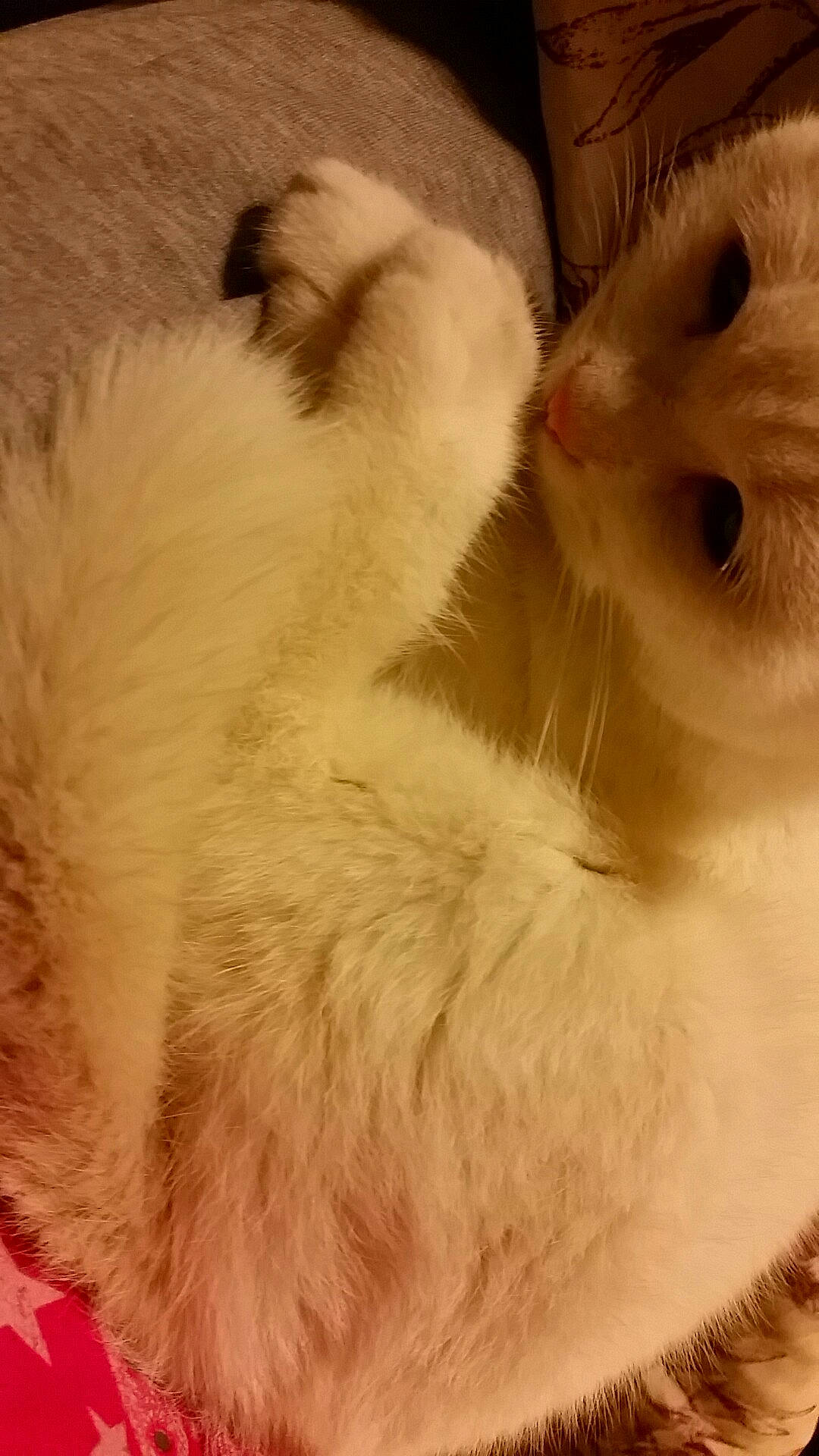 Yuki a rejoint le concours — aidez-le/la à gagner de superbes lots ! british_longhair, carnivore, cat, claw, close_up, colorpoint_shorthair, eye, fawn, felidae, fur, kitten, nose, paw, ragdoll, scottish_fold, skin, small_to_medium_sized_cats, snout, tail, whiskers