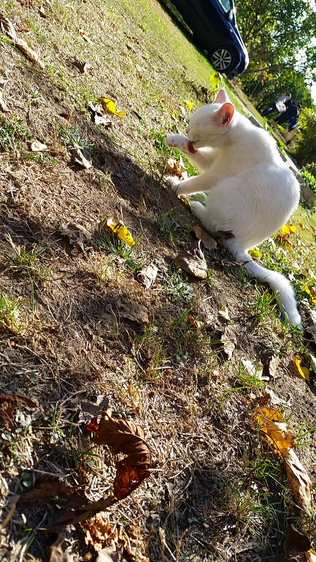 Yuki participe au concours pour gagner de l'argent avec cette photo : fawn, grass, tail