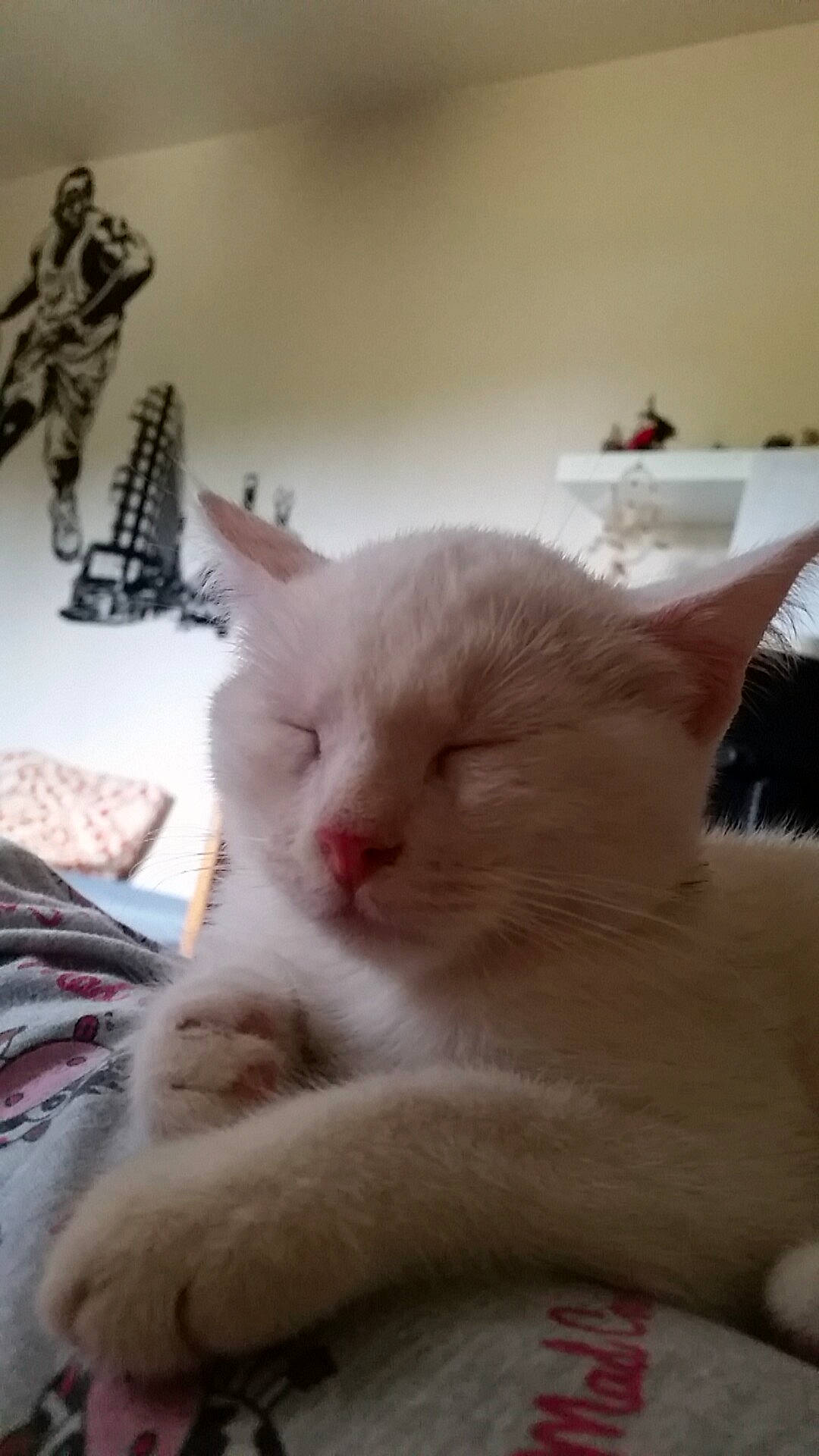 Yuki a rejoint le concours — aidez-le/la à gagner de superbes lots ! aegean_cat, asian, burmilla, carnivore, cat, colorpoint_shorthair, domestic_short_haired_cat, european_shorthair, felidae, fur, khao_manee, kitten, mammal, nose, paw, polydactyl_cat, small_to_medium_sized_cats, turkish_angora, turkish_van, whiskers