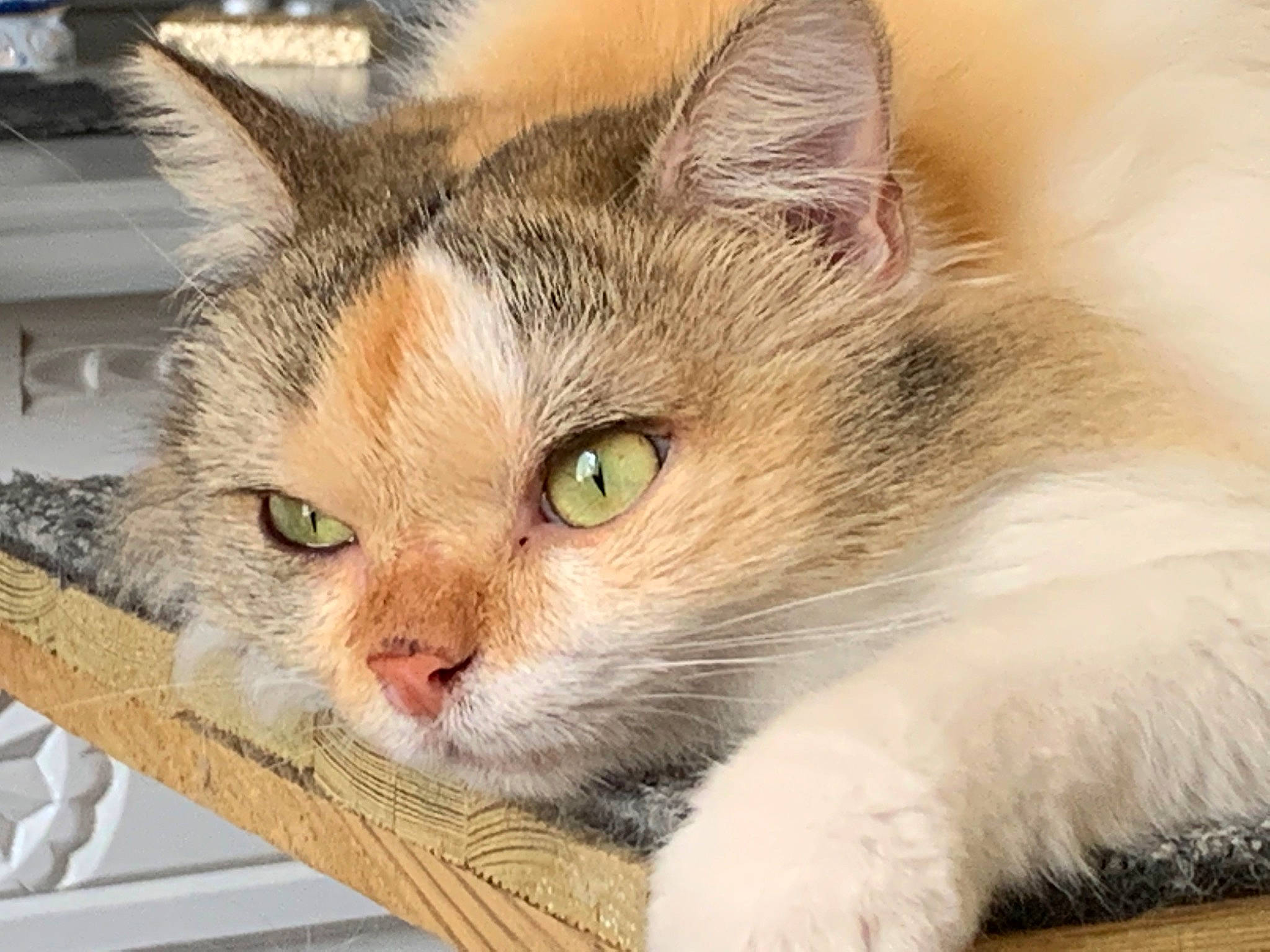 Sweetie participe au concours pour gagner de l'argent avec cette photo : carnivore, cat, cat_supply, comfort, domestic_short_haired_cat, fawn, felidae, fur, grass, paw, small_to_medium_sized_cats, snout, tree, whiskers, window, wood