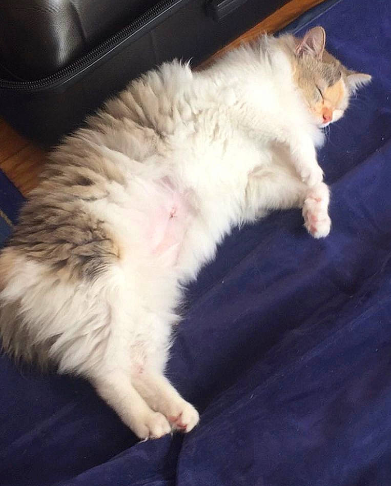 Sweetie a rejoint le concours — aidez-le/la à gagner de superbes lots ! bed, carnivore, cat, claw, comfort, companion_dog, domestic_short_haired_cat, eye, felidae, foot, fur, human_leg, lap, nap, paw, sitting, small_to_medium_sized_cats, snout, tail, whiskers