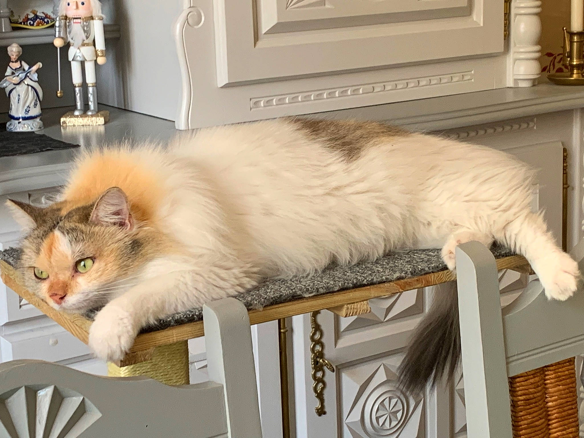 Sweetie participe au concours pour gagner de l'argent avec cette photo : box, candle_holder, carnivore, cat, claw, companion_dog, fawn, felidae, fur, paw, picture_frame, room, small_to_medium_sized_cats, snout, tail, whiskers, window
