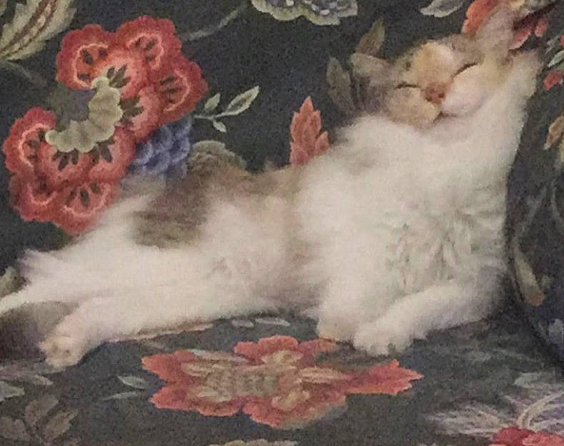 Sweetie a rejoint le concours — aidez-le/la à gagner de superbes lots ! art, carnivore, cat, cloud, comfort, domestic_short_haired_cat, fawn, felidae, fur, linens, nap, pattern, paw, petal, small_to_medium_sized_cats, tail, visual_arts, whiskers, wool, woven_fabric