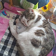 Castiel joined the competition — help win amazing prizes! cat, cozy, cushion, cute, feline, fur, gray, indoor, patchwork, pink_towel, plush_doll, quilt, resting, sleeping, striped, sunflower, sunlight, toy_fish, white, window