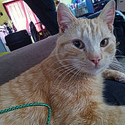 Dean joined the competition — help win amazing prizes! animal, carpet, cat, close_up, couch, cozy, curtains, domestic, ear, fur, furniture, household, indoor, orange_tabby, pet, pink_nose, relaxed, soft_light, whiskers, window