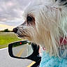 blue_blanket, car, car_window, close_up, clouds, dog, double_yellow_line, grass, long_hair, looking_out, portrait, profile, reflection, road, seat, side_mirror, sky, small_dog, sunset, white_fur
