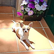 Nina participe au concours pour gagner de l'argent avec cette photo : chihuahua, dog, small_dog, pet, sunlight, terracotta_tiles, flowers, flower_pot, purple_flowers, white_flowers, outdoor, sunny, green_door, wall, leaf, shadow, cute, animal, relaxing, garden