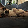 dog, chihuahua, pet, lying_down, indoor, couch, relaxed, small_dog, cute, animal, fur, ears, nose, whiskers, paw, domestic_animal, companion, blurred_background, resting, close_up