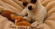 Nina a rejoint le concours — aidez-le/la à gagner de superbes lots ! animal, blanket, chihuahua, cozy, cute, dog, fur, heart, love_message, nature, outdoor, pet, plush_toy, puppy, relaxation, small_dog, snuggle, sunlight, text_overlay, warm_light