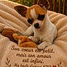 Nina a rejoint le concours — aidez-le/la à gagner de superbes lots ! chihuahua, puppy, dog, blanket, plush_toy, outdoor, sunlight, cozy, cute, small_dog, pet, animal, warm_light, fur, snuggle, heart, text_overlay, love_message, nature, relaxation