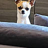 dog, chihuahua, pet, small_dog, ears, curious, couch, indoor, furniture, face, animal, brown_and_white, alert, cute, peeking, house, companion, domestic, canine, portrait