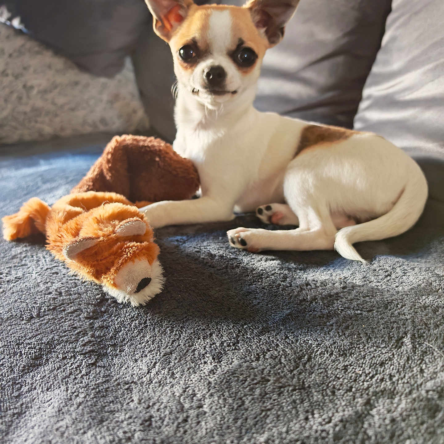 Nina a rejoint le concours — aidez-le/la à gagner de superbes lots ! dog, chihuahua, small_dog, pet, plush_toy, blanket, indoor, couch, resting, cute, fur, ears, paw, toy, animal, companion, relaxed, home, portrait, canine
