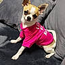 dog, chihuahua, pet, small_dog, pink_shirt, clothing, couch, indoor, domestic_animal, cute, animal, ears, fur, sitting, looking_up, cozy, pillows, white_and_tan, companion, canine
