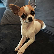 Nina participe au concours pour gagner de l'argent avec cette photo : animal, black_couch, brown_fur, canine, chihuahua, companion, couch, curious, cute, dog, domestic_animal, ears, fur, indoor, paw, pet, portrait, resting, small_dog, white_fur
